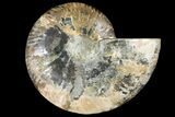 Cut Ammonite Fossil (Half) - Agatized #121489-1